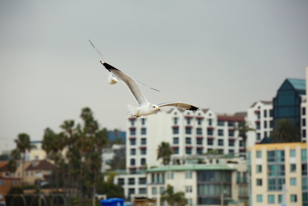San Diego.2017